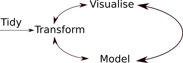 The tidy data analysis circle, iterating over data transformation, visualisation and modelling.